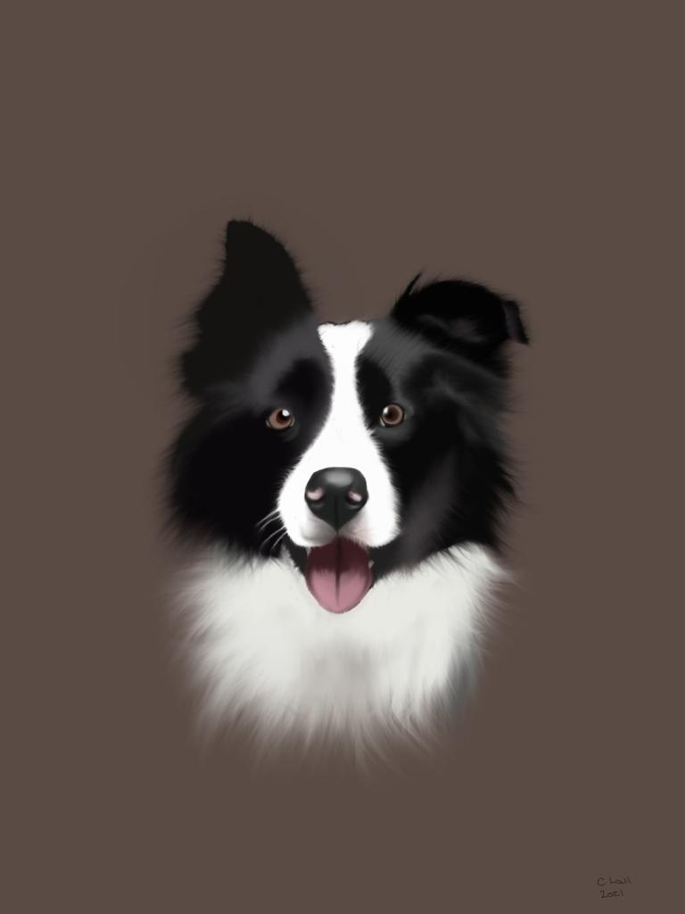collie portrait