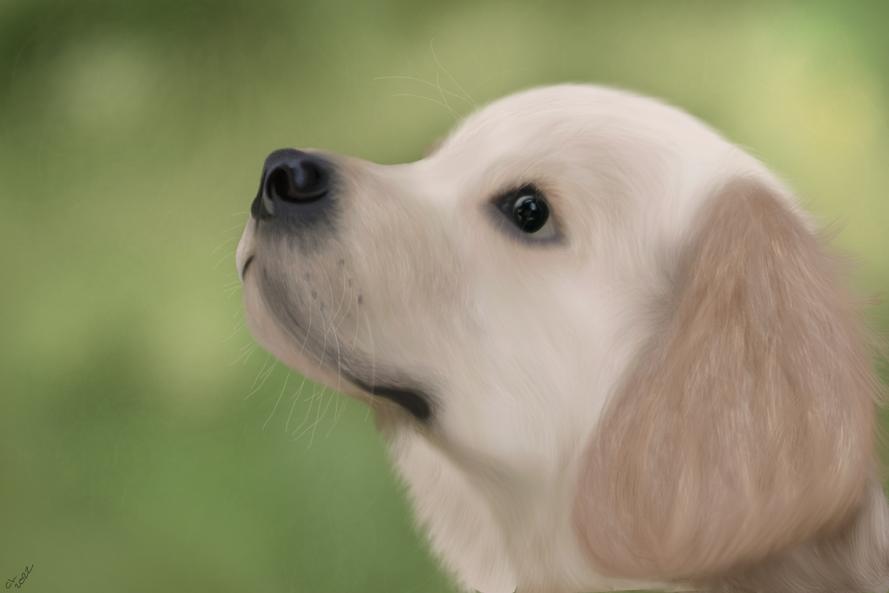 lab portrait